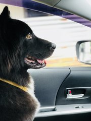 Prince  - Border Collie Mix Dog