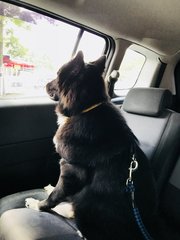 Prince  - Border Collie Mix Dog