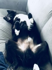 Prince  - Border Collie Mix Dog