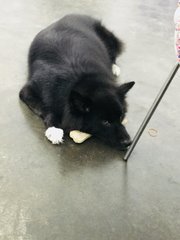 Prince  - Border Collie Mix Dog