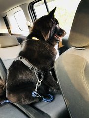 Prince  - Border Collie Mix Dog