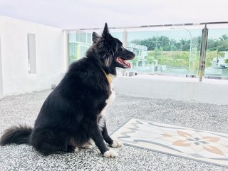 Prince  - Border Collie Mix Dog