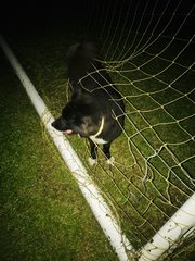 Prince  - Border Collie Mix Dog