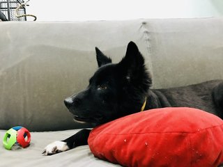 Prince  - Border Collie Mix Dog