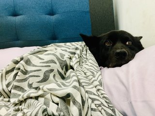 Prince  - Border Collie Mix Dog