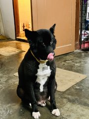 Prince  - Border Collie Mix Dog