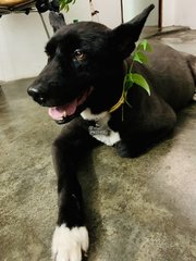 Prince  - Border Collie Mix Dog