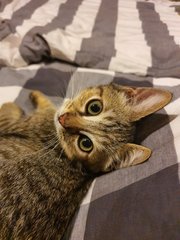 Nara (Now Lola) - Domestic Short Hair Cat