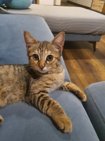 Nara (Now Lola) - Domestic Short Hair Cat