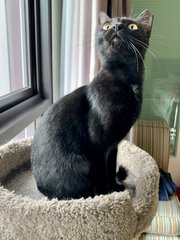 Americano (Now Momo) - Domestic Short Hair Cat