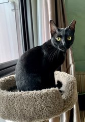 Americano (Now Momo) - Domestic Short Hair Cat