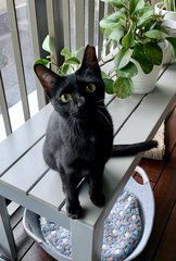 Americano (Now Momo) - Domestic Short Hair Cat