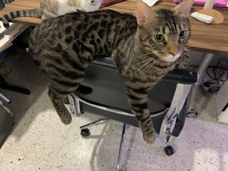 Patchi &amp; Ali - Domestic Medium Hair + Bengal Cat