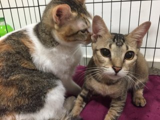 Danni - Domestic Medium Hair + Domestic Short Hair Cat