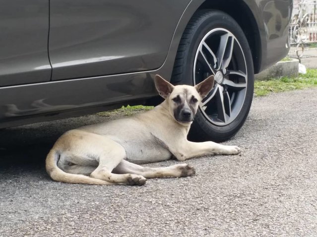 Dog Found - Mixed Breed Dog