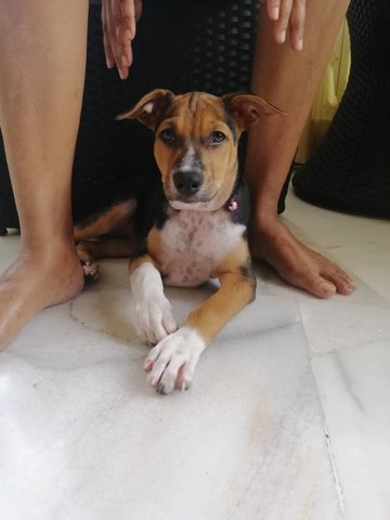 Lana  - Mixed Breed Dog