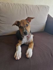 Lana  - Mixed Breed Dog