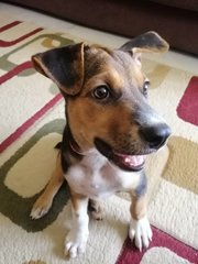 Lana  - Mixed Breed Dog