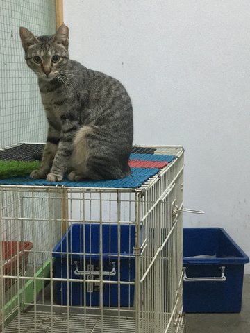 Chantra - Domestic Short Hair Cat