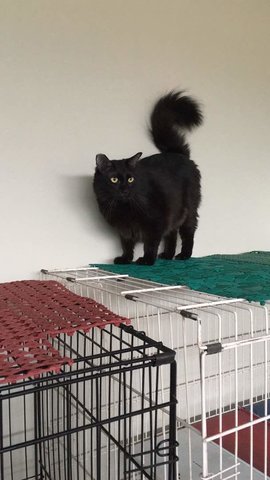 Ebony - Domestic Long Hair Cat