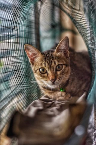 Coffee - American Wirehair Cat