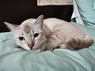 Taro - Tabby + Siamese Cat