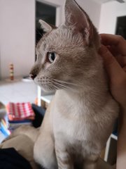 Taro - Tabby + Siamese Cat