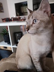 Taro - Tabby + Siamese Cat