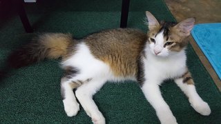 Banyaw - Domestic Long Hair Cat