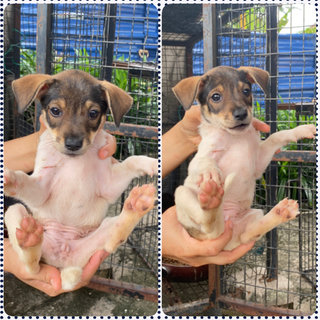 Urgent Adoption For Puppies - Mixed Breed Dog