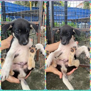 Urgent Adoption For Puppies - Mixed Breed Dog