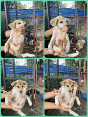 Urgent Adoption For Puppies - Mixed Breed Dog