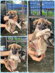 Urgent Adoption For Puppies - Mixed Breed Dog