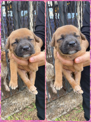 Urgent Adoption For Puppies - Mixed Breed Dog