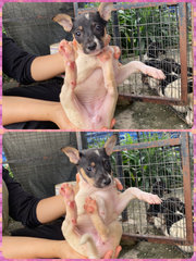 Urgent Adoption For Puppies - Mixed Breed Dog