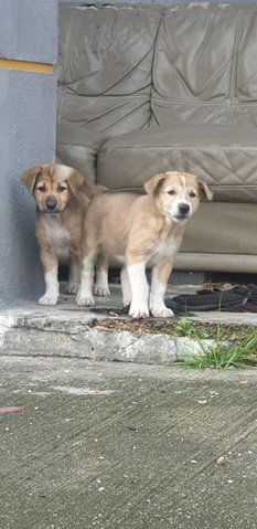 Lulu And Lili - Mixed Breed Dog