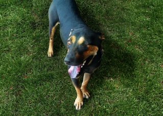 PF102925 - Shar Pei Mix Dog