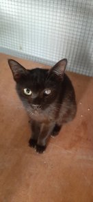 Bibiana - Domestic Short Hair Cat