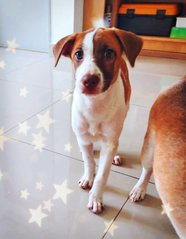 Sally - Mixed Breed Dog