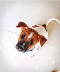 Waffle  - Mixed Breed Dog