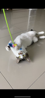 Bubbles - Domestic Short Hair Cat