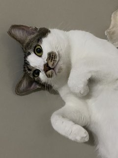 Bubbles - Domestic Short Hair Cat