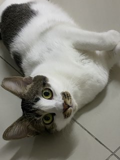 Bubbles - Domestic Short Hair Cat