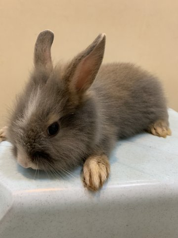 Angora Bunny - Angora Rabbit Rabbit