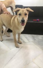 Peanut - Mixed Breed Dog