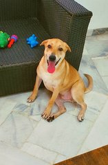 Peanut - Mixed Breed Dog