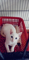 Blue Eye Snow - Domestic Short Hair Cat