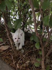 Unnamed  - Domestic Short Hair Cat