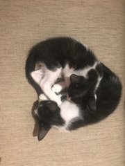 Yin &amp; Yang Twins - Tuxedo Cat