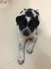  ❤️✨ Coco Chanel✨❤️ Toilet T - Mixed Breed Dog